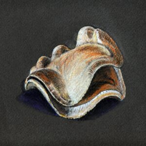 Aus der Serie Fundstücke - Fruchtkörper